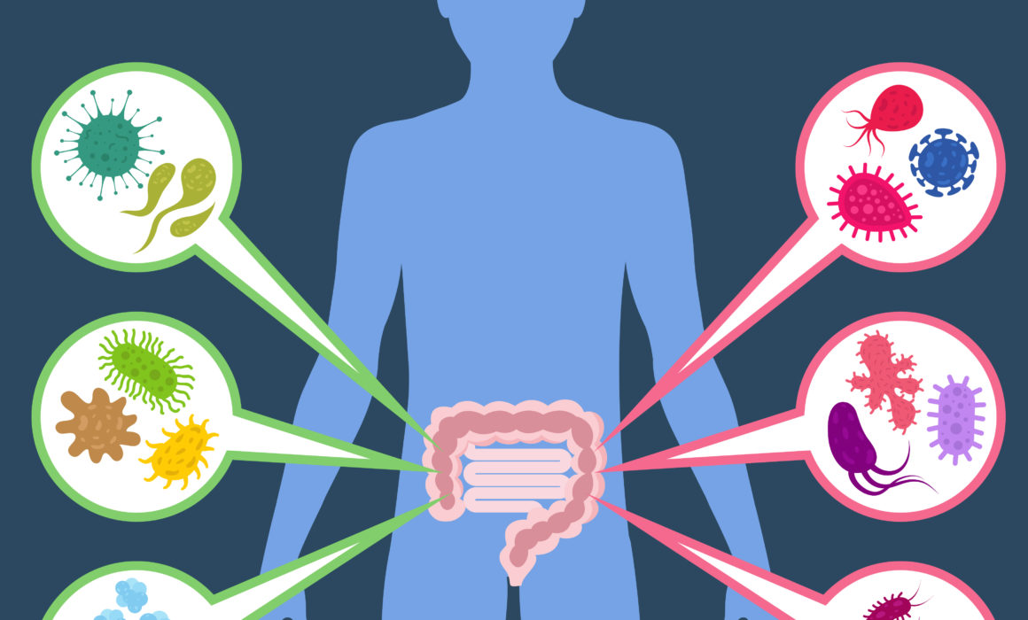 How Gut Bacteria Effects Body Function and Performance